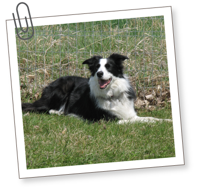 South Bark - Interactive Dog Boarding - Rates