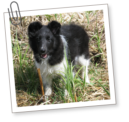 South Bark - Interactive Dog Boarding - Hours