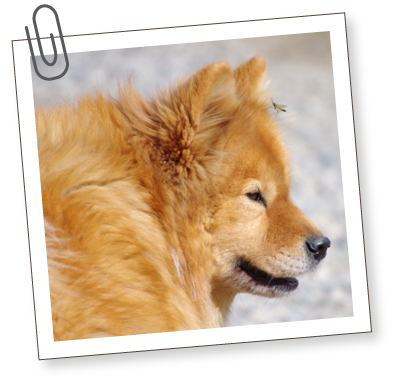 South Bark - Interactive Dog Boarding - Rates